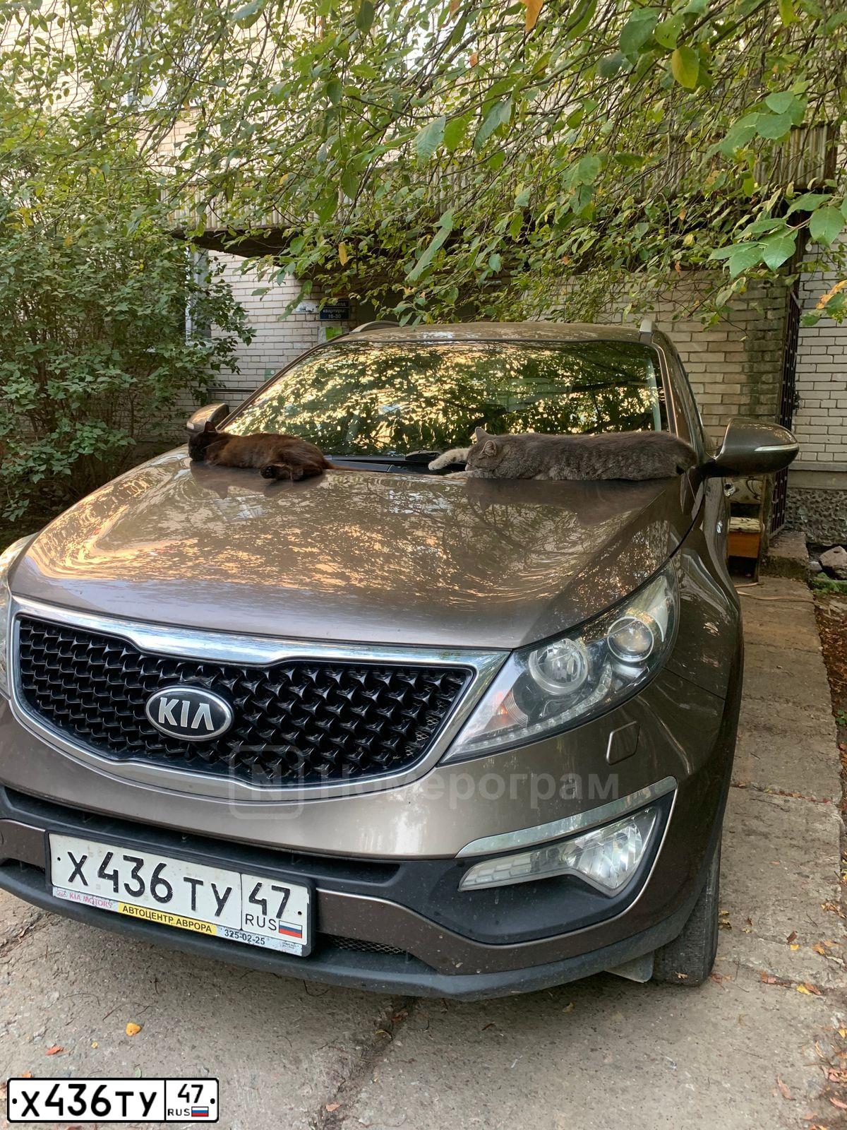 Фото автомобиля KIA SPORTAGE SLS, 2014 — госномер В187ЕВ181