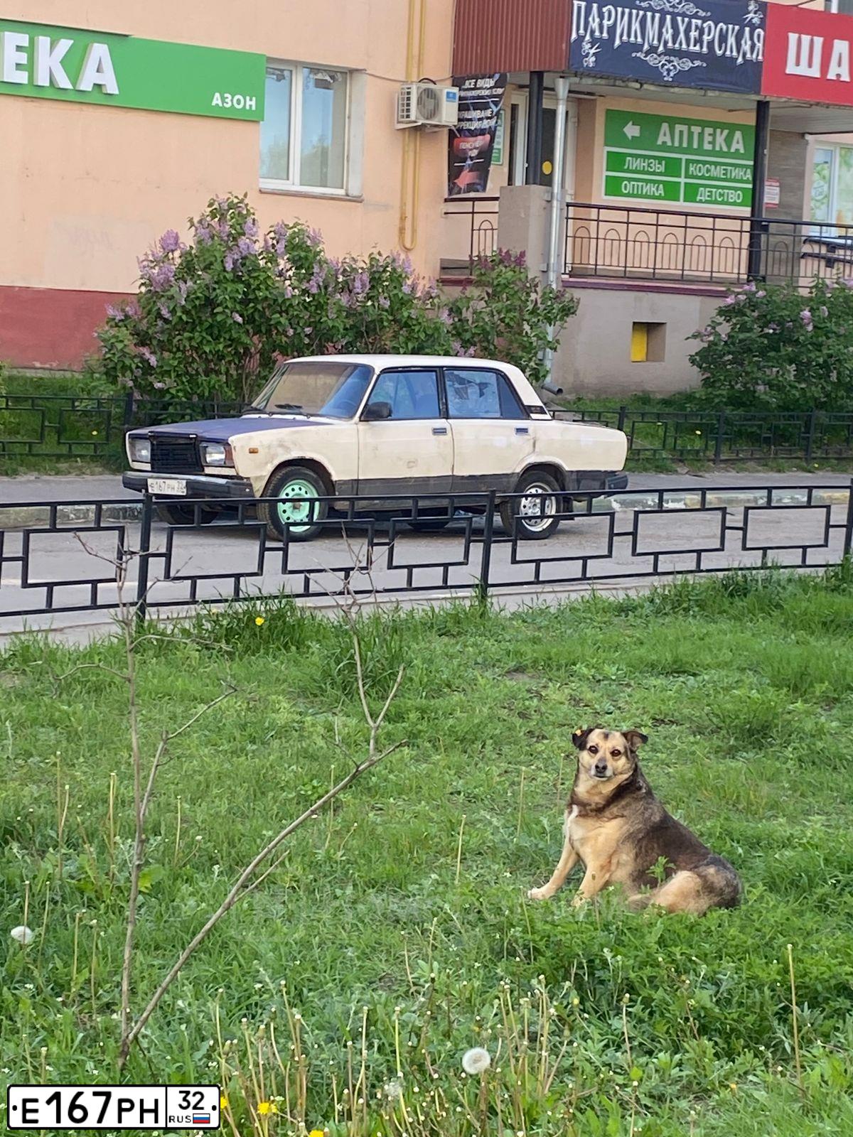 Фото автомобиля LADA 2107, 1995 — госномер Е167РН32. Цвет: БЕЖЕВЫЙ