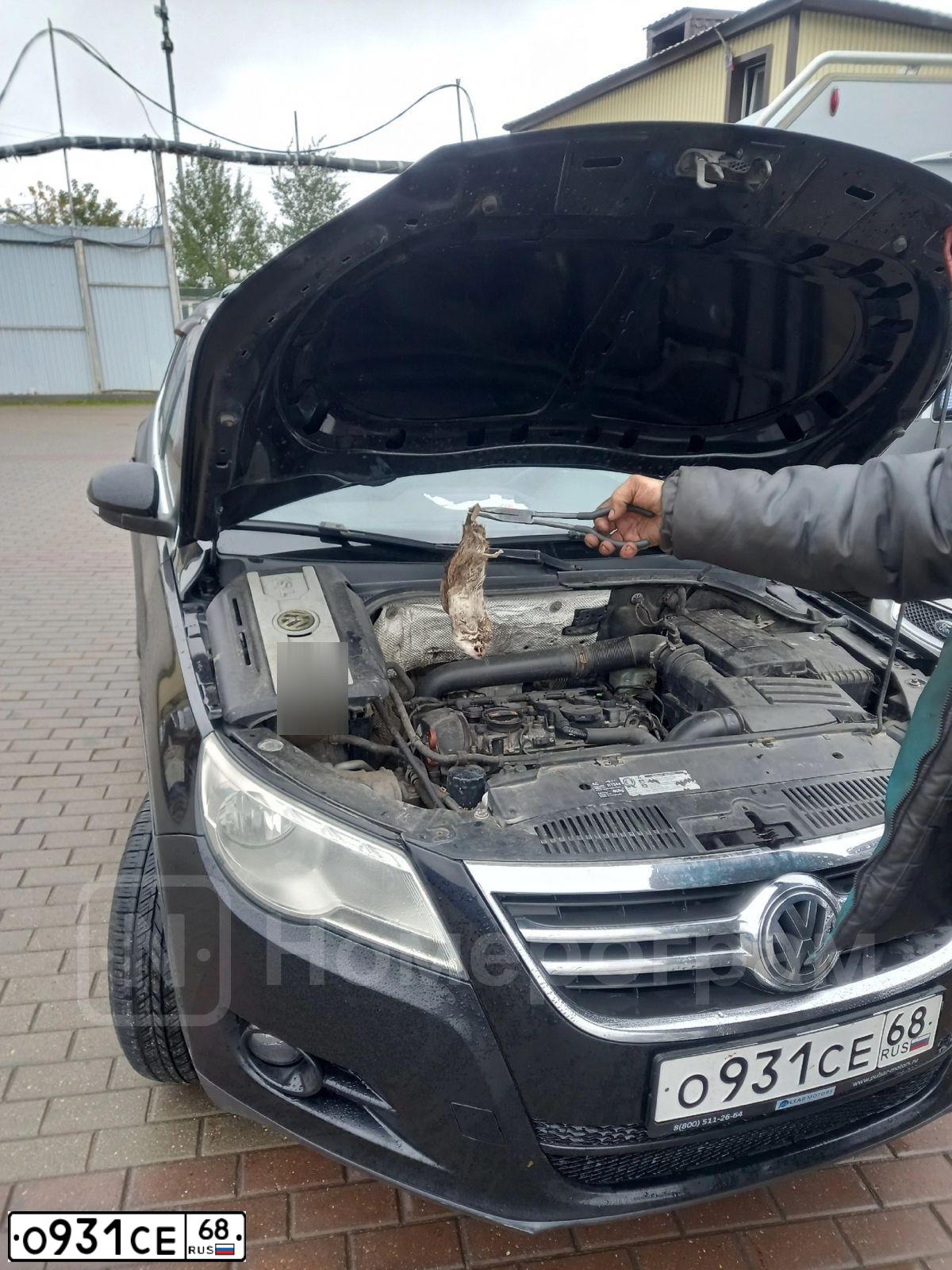 Фото автомобиля VOLKSWAGEN TIGUAN, 2009 — госномер О931СЕ68. Цвет: ЧЕРНЫЙ