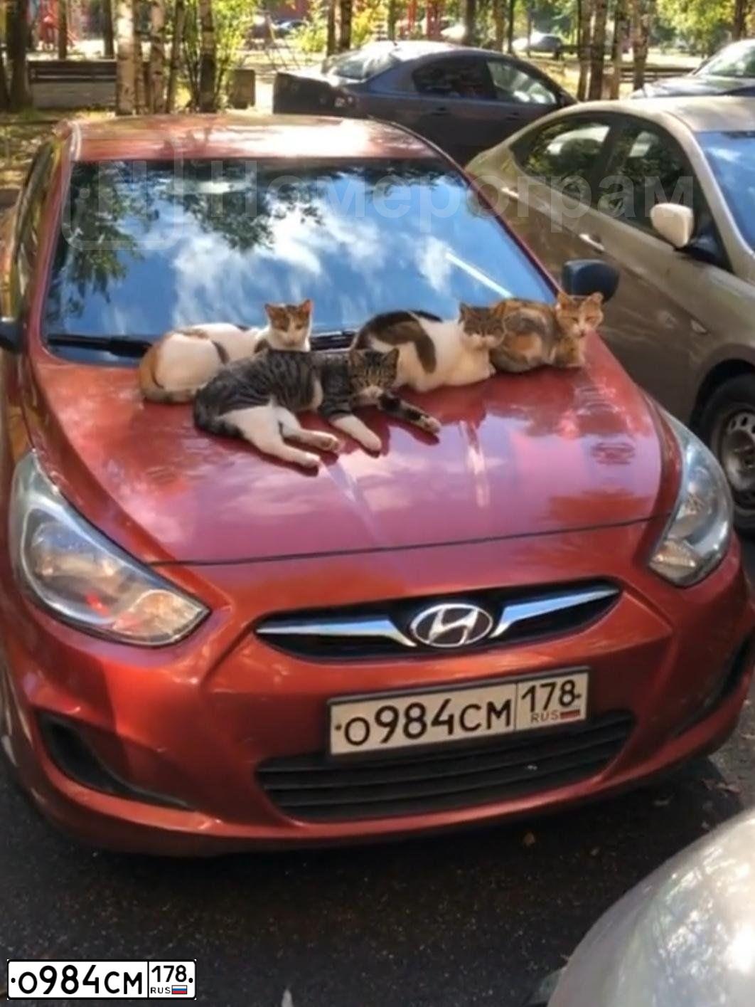 Фото автомобиля HYUNDAI SOLARIS, 2013 — госномер О984СМ178. Цвет: КРАСНЫЙ ГРАНАТ