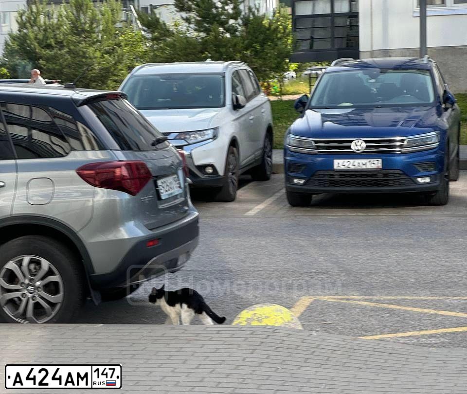 Фото автомобиля VOLKSWAGEN TIGUAN, 2019 — госномер А424АМ147. Цвет: ЯРКО-СИНИЙ
