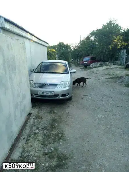 Фото автомобиля TOYOTA COROLLA, 2006 — госномер К509КО177. Цвет: СЕРЕБРИСТЫЙ