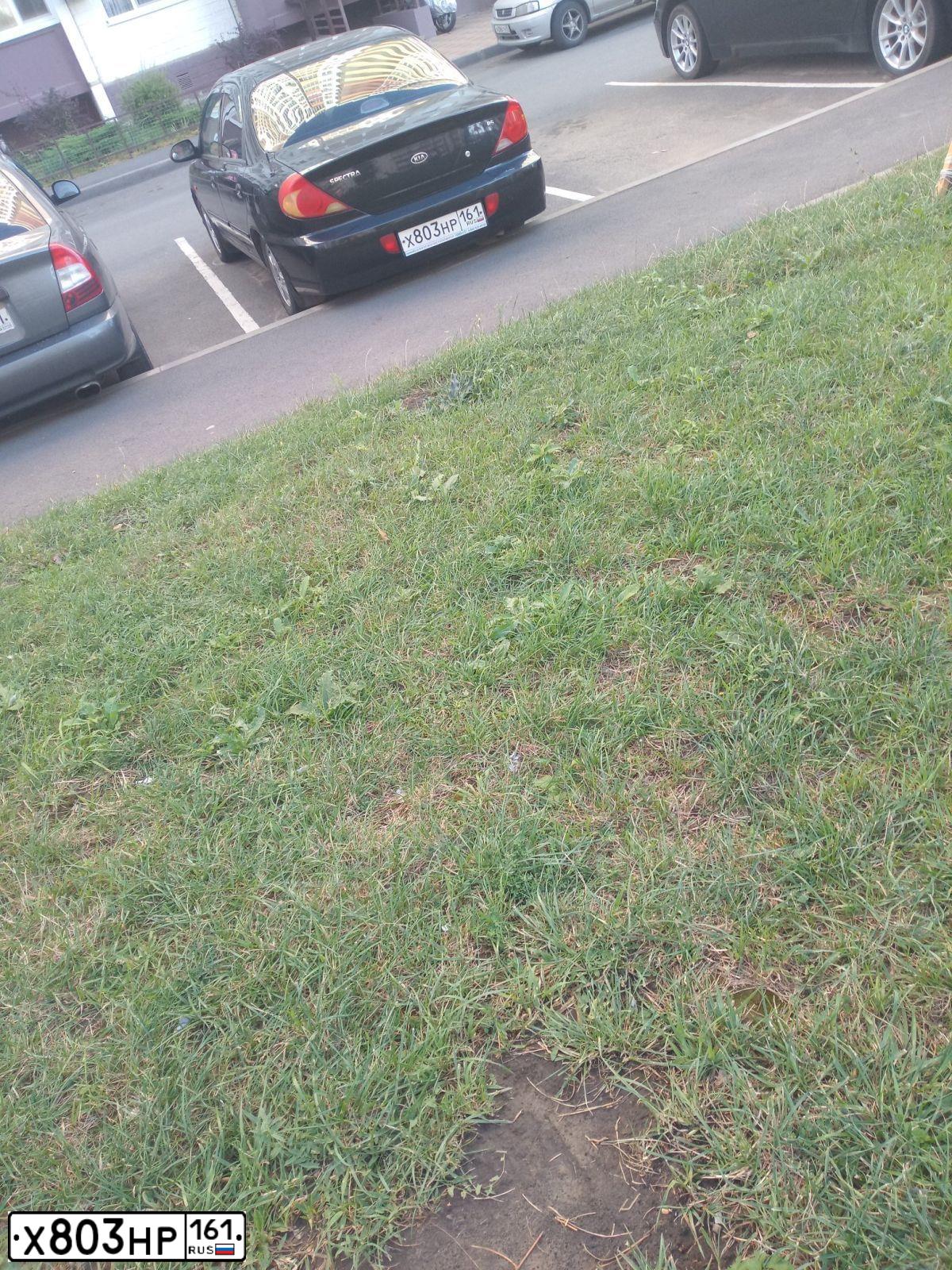 Фото автомобиля KIA SPECTRA, 2011 — госномер Х803НР161. Цвет: ЧЕРНЫЙ ЖЕМЧУГ
