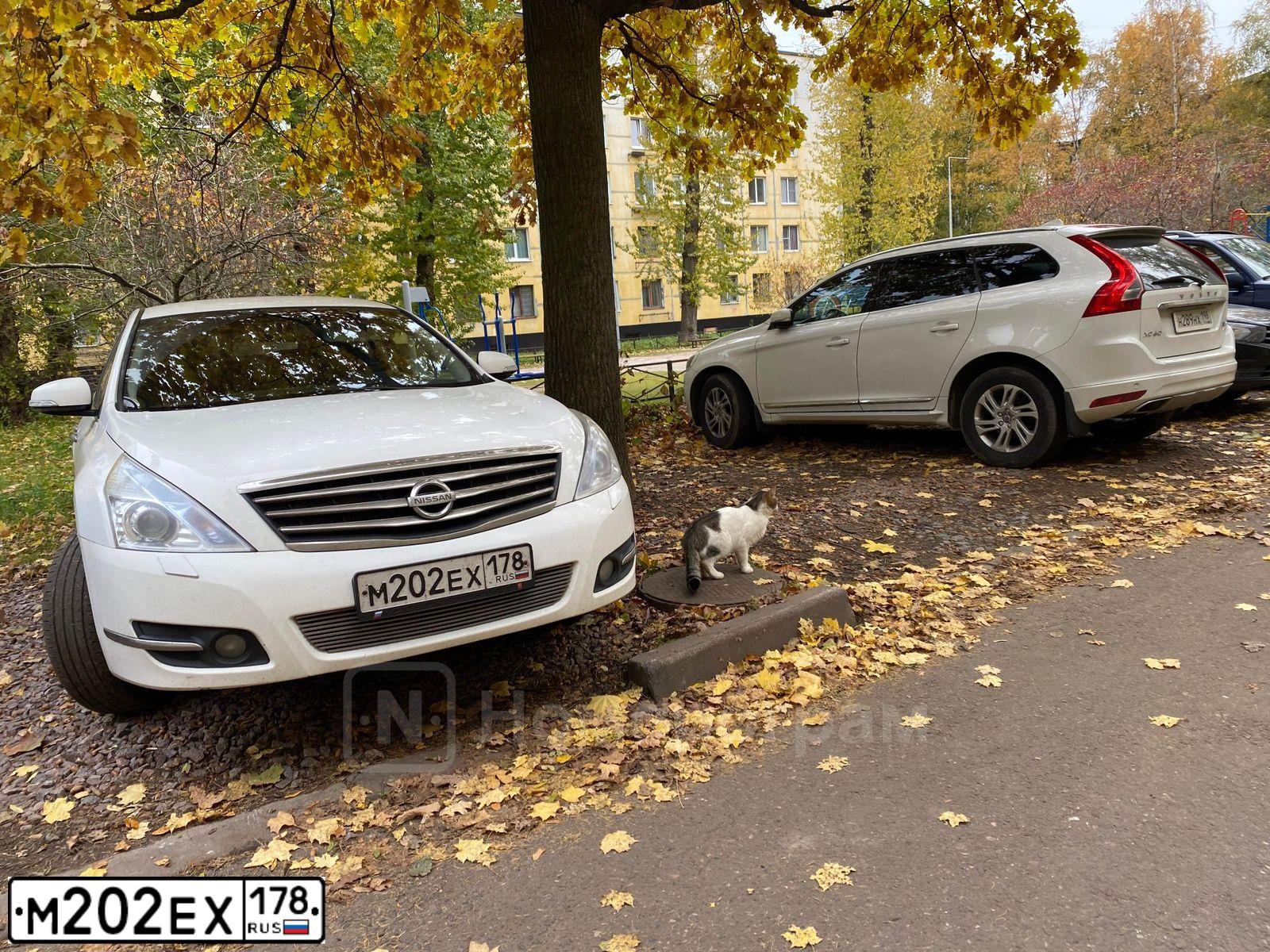 Фото автомобиля NISSAN TEANA, 2011 — госномер М202ЕХ178. Цвет: БЕЛЫЙ