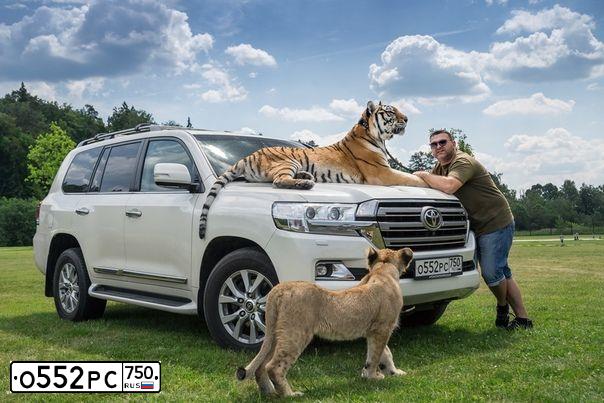 Фото автомобиля TOYOTA LANDCRUISER 200, 2017 — госномер О800КО27. Цвет: БЕЛЫЙ