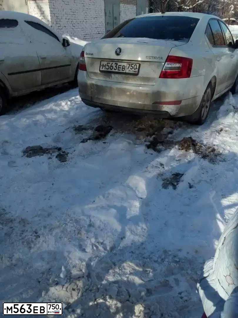 Фото автомобиля SKODA OCTAVIA, 2015 — госномер М563ЕВ750. Цвет: БЕЛЫЙ