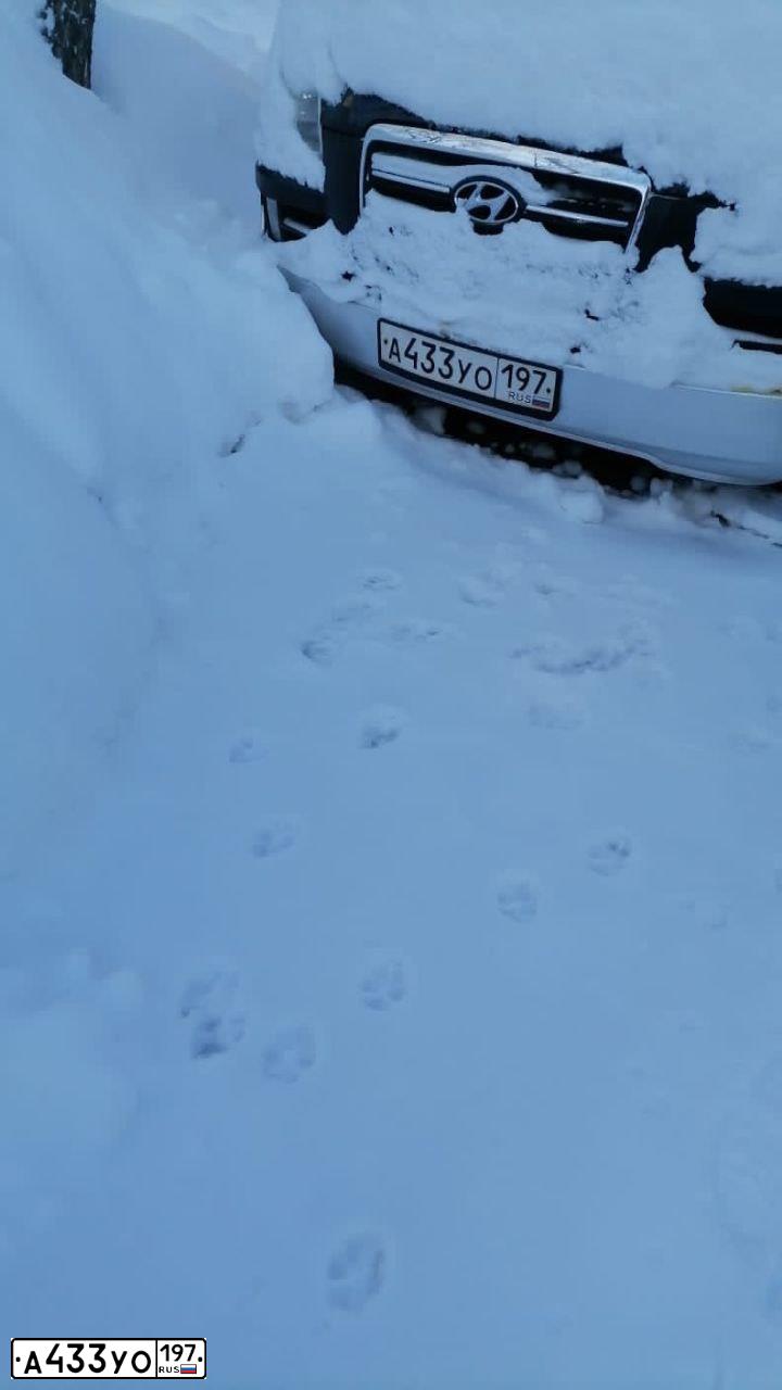 Фото автомобиля HYUNDAI H 1/H 100/STAREX, 2007 — госномер А433УО197. Цвет: СЕРЫЙ