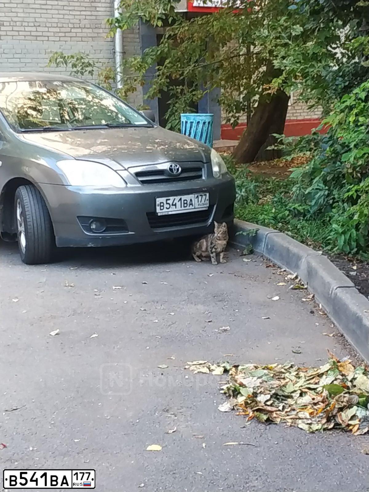 Фото автомобиля TOYOTA COROLLA, 2005 — госномер В541ВА177. Цвет: СЕРЫЙ